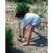 Planter un olivier en Palestine
